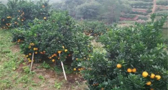 脐橙的施肥原则