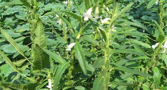 芝麻打顶的注意事项