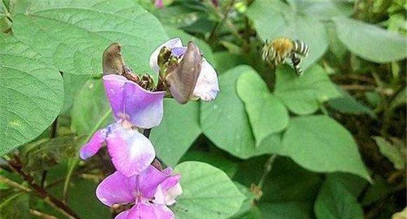 菜豆落花落荚的原因