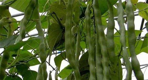 防止菜豆落花落荚的温度控制