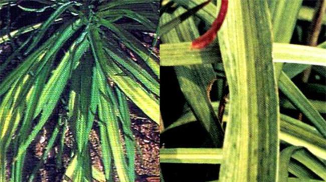 黄花菜病毒病症状及危害