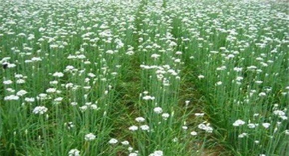 韭菜花的田间管理技术