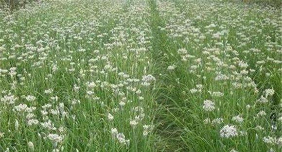韭菜花的病虫害防治