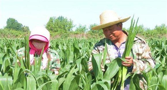 实施玉米的隔行去雄