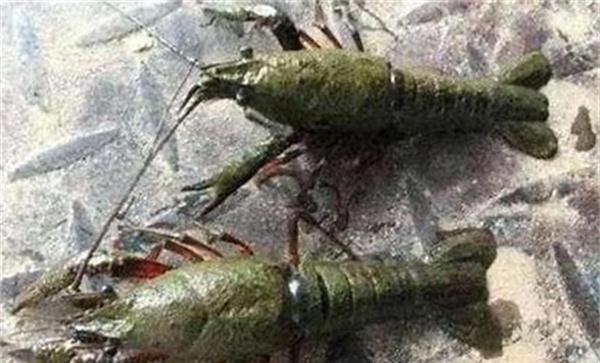 小龙虾水霉病的防治技术 如何预防