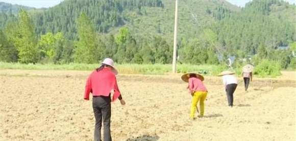 珍珠高粱种植方法