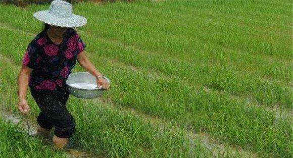 水稻标准化施肥原则
