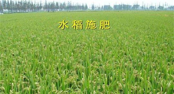 水稻标准化施肥技术