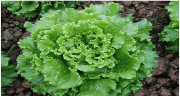 生菜什么季节播种