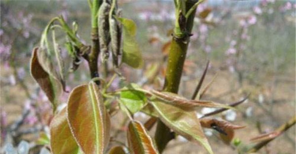 梨茎蜂怎样防控