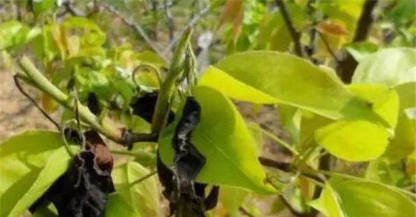 梨茎蜂用什么药防治
