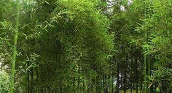 毛竹覆盖催笋技术