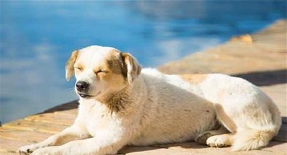 怎样养好老龄犬，养殖老龄犬应注意哪些问题