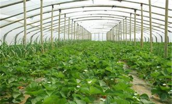 大棚草莓早熟栽培