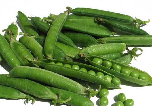 豌豆种植方法