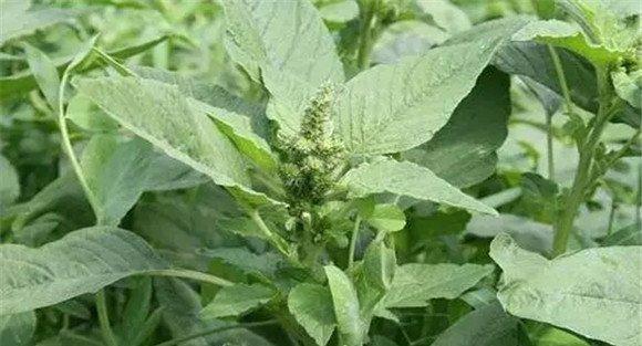 苋菜种植的地块选择