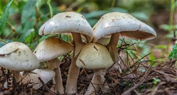蘑菇病毒病的发病原因