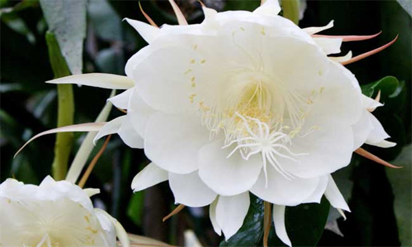 昙花繁殖在什么时候