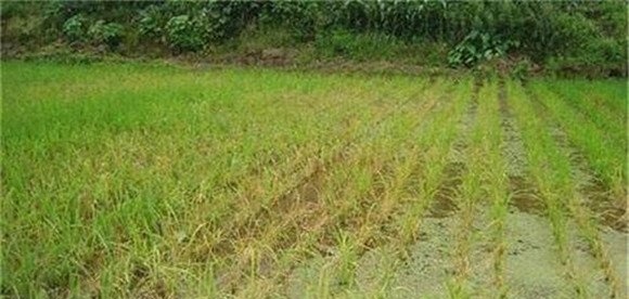 产生水稻肥害的原因有哪些 怎样预防水稻肥害