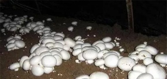 双孢子菇的播种方法