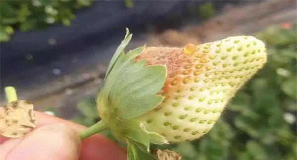 草莓疫霉果腐病的症状发病规律及防治