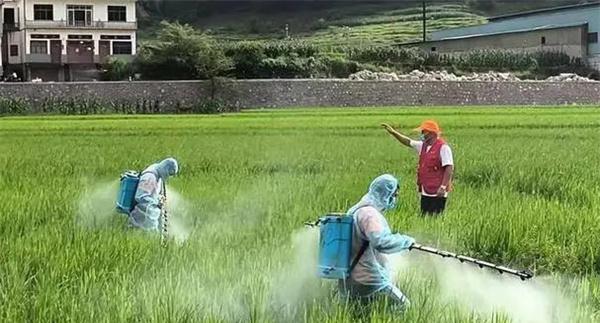 提高水稻病虫害防控用药效率