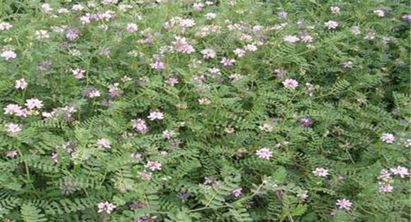 小冠花种子合适的种植时间