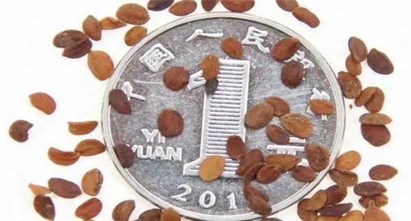 金银花的育苗（繁殖）方式与定方法