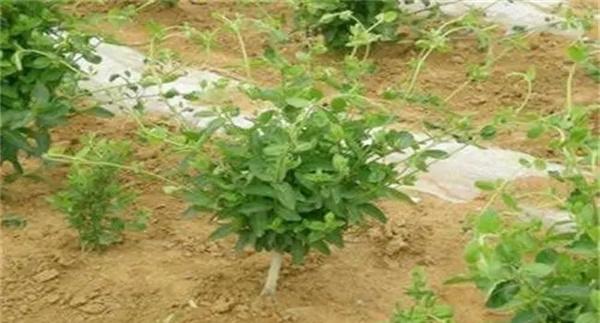 金银花的定植方法