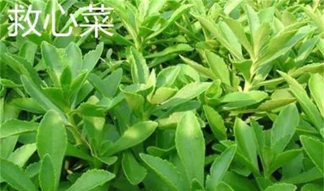 救心菜是一种什么蔬菜