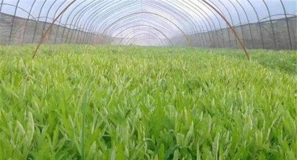 芦蒿的种植方法和时间