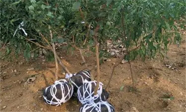 杏设施栽培怎样栽植