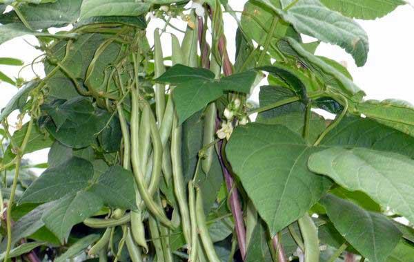 四季豆种植方法