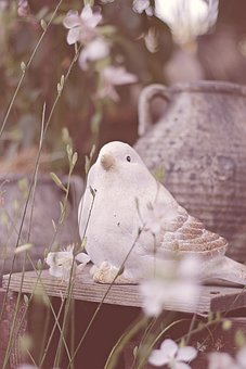 孔雀竹芋的繁殖与养殖要点