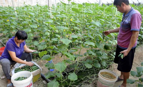 水果型黄瓜的栽培技术与主要种植步骤