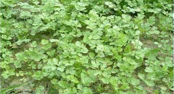 香菜叶斑病的防治