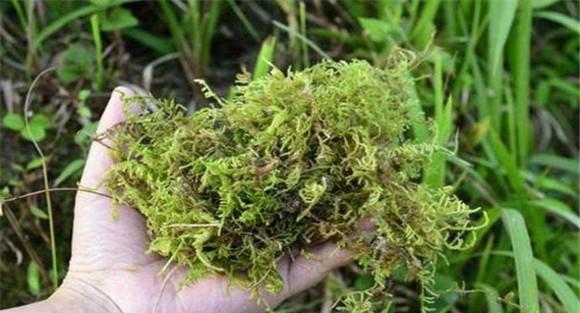 青苔土法去除方法