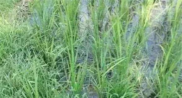 青苔化学去除方法