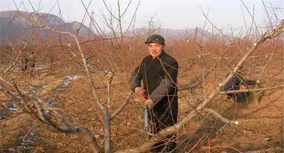 桃树冬剪什么时间最好