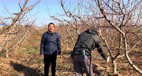 桃树冬季修剪技术要点
