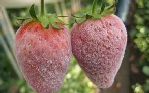 草莓病虫害防治技术
