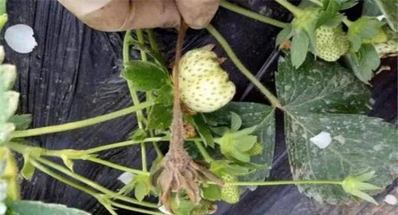 防治草莓灰霉病注意事项