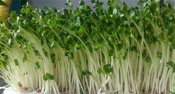 萝卜苗的品种选择