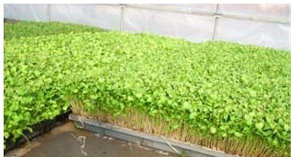 种植萝卜苗的温、湿度管理