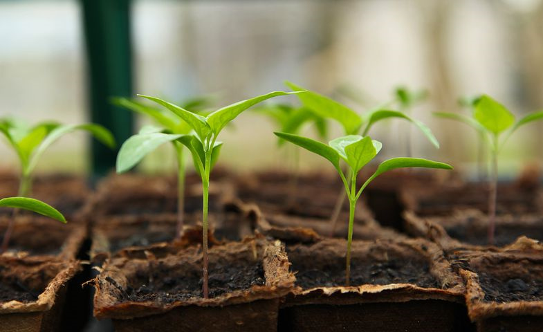 种植葡萄什么时间可撤防寒物和上架