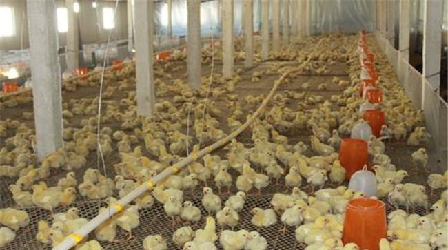 肉鸡养殖中如何减少疾病的四个关键点