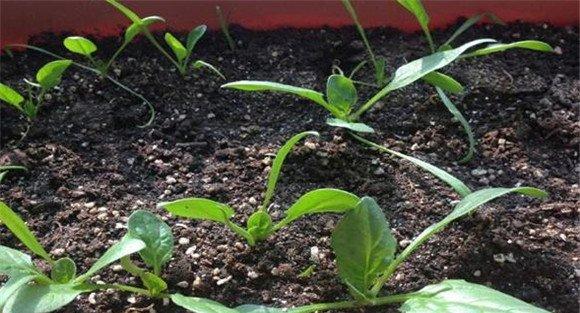 越冬菠菜的适时播种