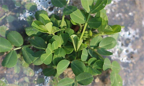 种植花生为什么要踩秧