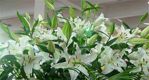 百合