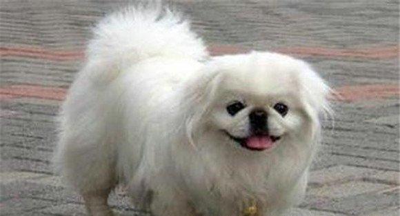 北京犬的起源